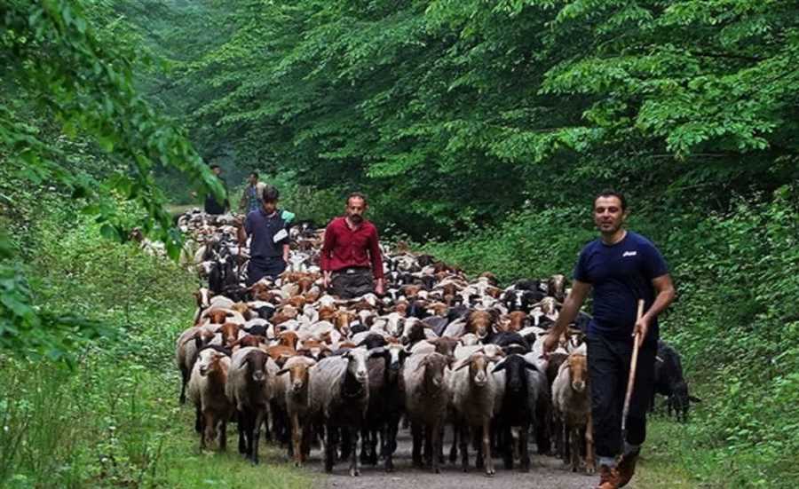 قُرق‌شکنی در شرق مازندران برای اولین بار